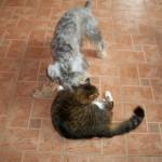 Hund und Katze